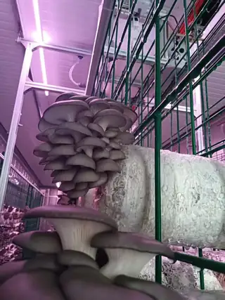 40-foot container smart mushroom cabin