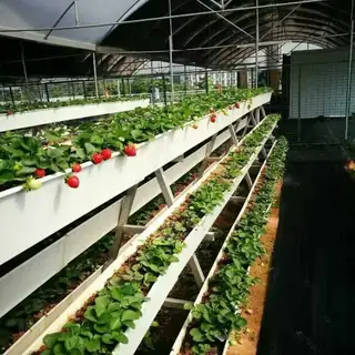 Customized A-frame planting trough with crops