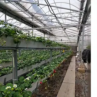 A-frame strawberry trough with coconut coir slabs