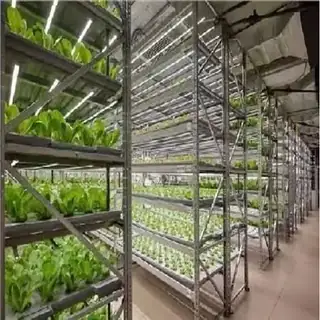 Automatic strawberry plant factory interior