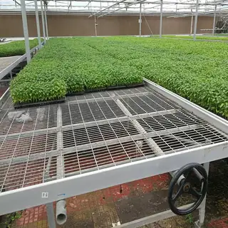 Commercial greenhouse rolling bench with seedlings