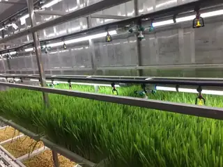 Container forage plant factory with environmental control