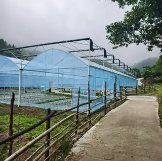 Film-covered multi-span steel frame greenhouse
