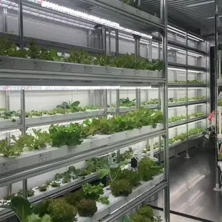 Hydroponic vertical plant factory growing leafy greens