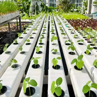 Square PVC NFT channels with leafy greens