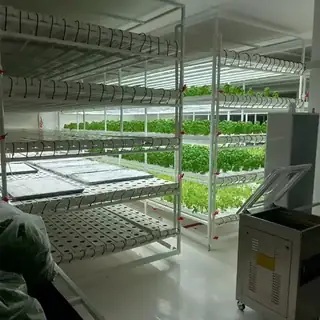 Vertical indoor farm growing leafy greens
