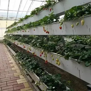 Large-capacity vertical A-frame for substrate growing