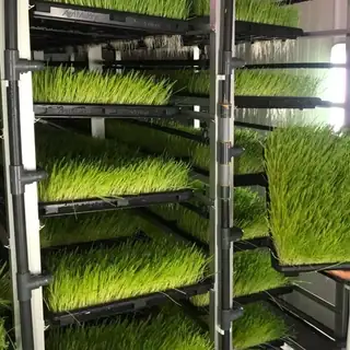 Climate-controlled hydroponic forage container