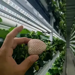 Fully enclosed indoor plant factory with growing racks