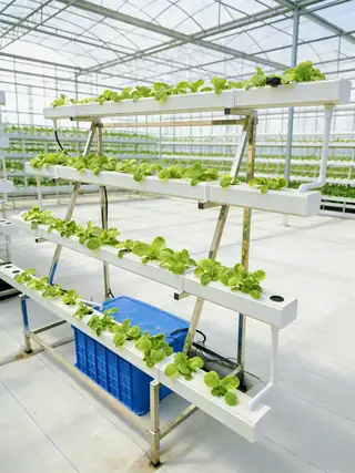 Farm-scale pipe NFT vegetable system