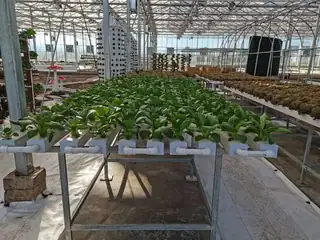 Pipe-based NFT hydroponic system with strawberries